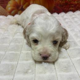 Jude - Cream male Cockapoo puppy in Brookings, South Dakota from Hofer Pups