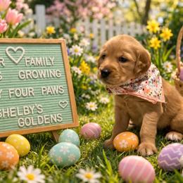 Purple - Dark golden female Golden Retriever puppy in Inverness, Florida from Sydney’s Goldens