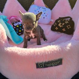 Gemma Jane - Blue female Chihuahua puppy in Amity, Pennsylvania from Baxters Chihuahuas