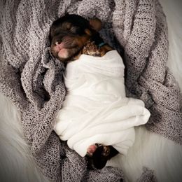 Boy 2 - Cavapoo puppy in Spokane, Washington from Treasured Cavaliers of the Pacific Northwest