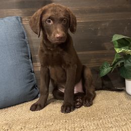 Lollie - Brown female Chesapeake Bay Retriever puppy in Ulen, Minnesota from North Wind Gundogs