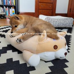 Shiba Inu Puppies from Shiba Paradise
