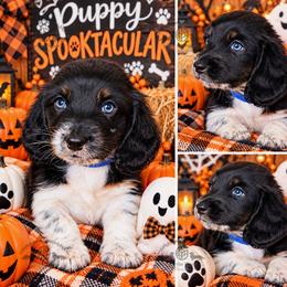 Mr. Dk. Blue-2800 - Dapple male Dachshund puppy in Sparr, Florida from From the Heart Doxies
