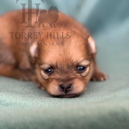 Andrea or Andy - Red sable female Pomeranian puppy in Redlands, California from Torrey Hills Poms