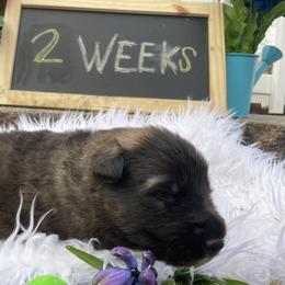 Shiloh Shepherd Puppies from Echo Shilohs