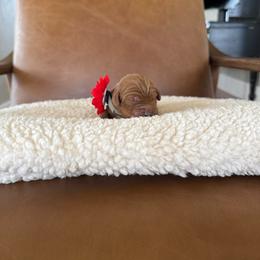 Boy 2 - male Australian Labradoodle puppy in Ferndale, Washington from Annie's Doodles