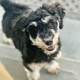 Lupin - male Golden Mountain Doodle puppy in Twin Falls, Idaho from Burrow & Bone