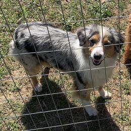 Aussiedoodles, Miniature Australian Shepherds, Poodles, and Toy Australian Shepherds from Sandy Creek Kennels