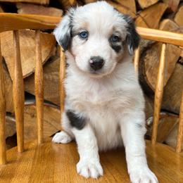 Bluey - Blue merle female Australian Shepherd puppy in Hillsboro, Oregon from A&D Australian Shepherds