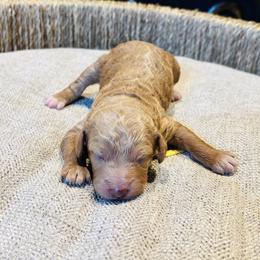 Chomper - Golden male Cockapoo puppy in Kingfisher, Oklahoma from Perdue Puppies