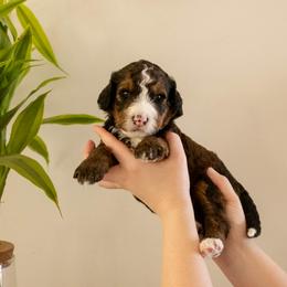 Ophelia - Sable female Bernedoodle puppy in New River, Arizona from Sonoran Standard Doodles