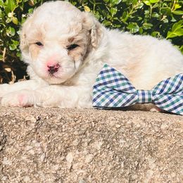 Skittles. AKC. Clear - Parti male Poodle puppy in Nixa, Missouri from Family Poodles