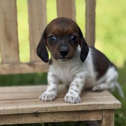 Shorty - smooth 1900 - Red male Dachshund puppy in Nashville, Arkansas from Whisenhunt Farms