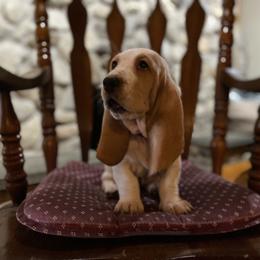 Sadie - Lemon and white female Basset Hound puppy in Manorville, New York from Lil Family Farm