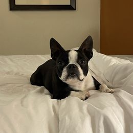 GiGi - Boston Terrier