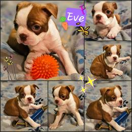 Eve-reserved - Seal brindle and white female Boston Terrier puppy in South Of Boston, Massachusetts from Boston Collections