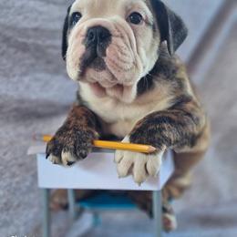 Boston Terrier, Bulldog, and French Bulldog Puppies from Willamette Valley Bullies