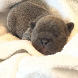 Molly - Blue French Bulldog puppy in Mountain View, Missouri from MO Frenchie Kisses