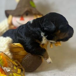 Sayler - Phantom male Goldendoodle puppy in Boaz, Alabama from Doodles All Day