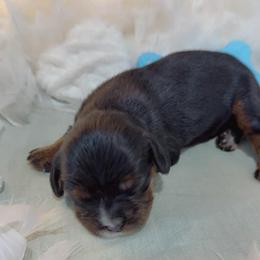 Waylon - Black and tan male Cavalier King Charles Spaniel puppy in Texarkana, Texas from Hidden Creek Cavaliers