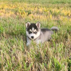 Sakari - Black and white female Alaskan Klee Kai puppy in Byron Center, Michigan from Family Friendly Labradors & Klee Kai