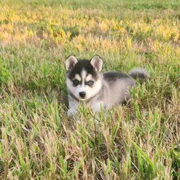 Sakari - Black and white female Alaskan Klee Kai puppy in Byron Center, Michigan from Family Friendly Labradors & Klee Kai