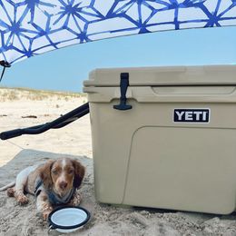 Dachshund and Miniature Schnauzer Puppies from The Bossy Doxie Farm