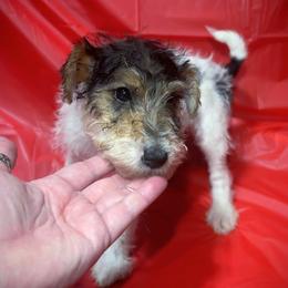 Third-Born Boy - White black and tan male Wire Fox Terrier puppy in Ennis, Texas from Syrayed Farm