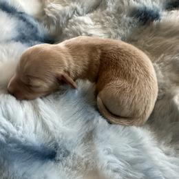Rafael - Red male Dachshund puppy in Quemado, New Mexico from TNT Dachshunds