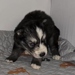 Big boy - Agouti and white male Siberian Husky puppy in Kansas City, Missouri from Anuun's Huskies