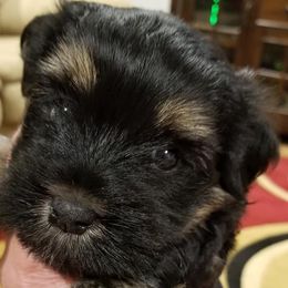 Havanese from Jerico Havanese