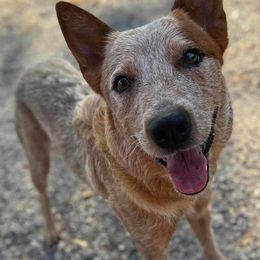 Khalee - Australian Cattle Dog