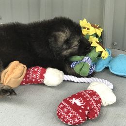 Shiloh Shepherd Puppies from Solace Shilohs