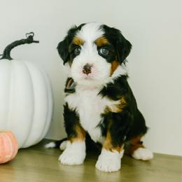 Brooks - male Australian Mountain Doodle puppy in Spanish Fork, Utah from K Brand Doodles