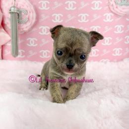 Tallahassee - Blue brindled fawn male Chihuahua puppy in Anderson, South Carolina from Lil Treasures Chihuahuas