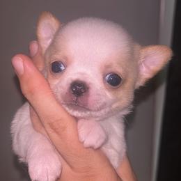 Dragon - Cream male Chihuahua puppy in New Castle, Delaware from Sasha’s Elite Kennel LLC