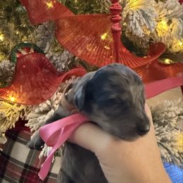 Queen Anastasia - Dapple female Dachshund puppy in El Cajon, California from Lisa Buxton
