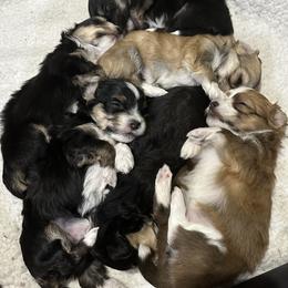 Havanese Puppies from Jodi Welscott