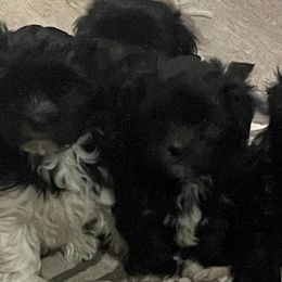 Havanese and Whippets from Alerek whippets and Havanese
