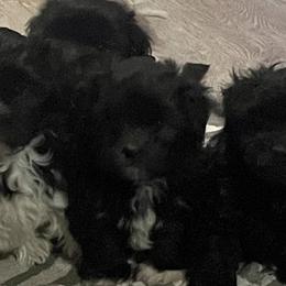 Havanese and Whippets from Alerek whippets and Havanese