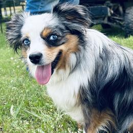 Betsy - Miniature Australian Shepherd