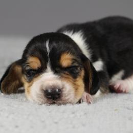 Boy 5 - Black white and brown male Basset Hound puppy in Idaho from Welcome Home Bassets