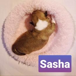 Pembroke Welsh Corgi Puppies from Whimsical Treasure Corgis