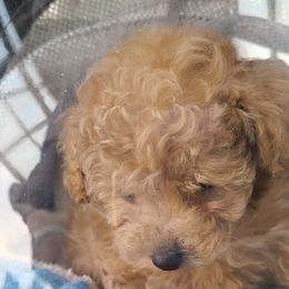 Aussiedoodle, Poodle, and Toy Australian Shepherd Puppies from Heartland Ranch