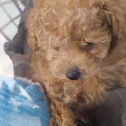 Aussiedoodle, Poodle, and Toy Australian Shepherd Puppies from Heartland Ranch