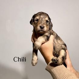 Chili - Merle male Bernedoodle puppy in Pennsylvania from Bells Bernedoodles