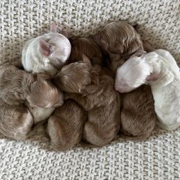 Reserve Little Scoop 1 (F) - Red  female Goldendoodle puppy in Modesto, California from Central Valley Canine Companions