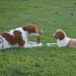 Brittany Puppies from Tail'Z End Kennels