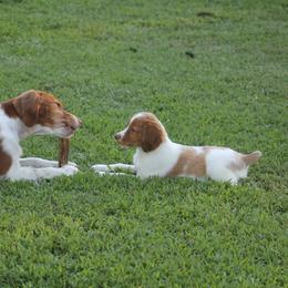 Brittany Puppies from Tail'Z End Kennels