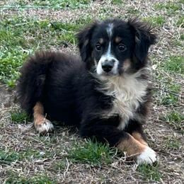 Boy 1 - Black tri male Miniature Australian Shepherd puppy in Hokes Bluff, Alabama from Alegria Toy Aussies